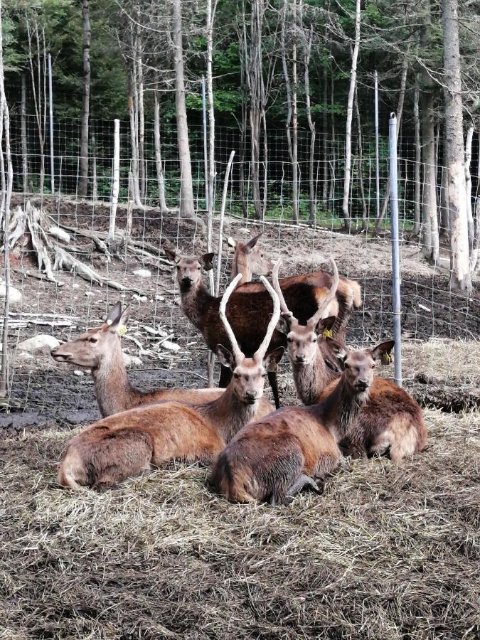 Hebergement Cerfs-Tifie Fermette Saint-Félix-d'Otis Dış mekan fotoğraf