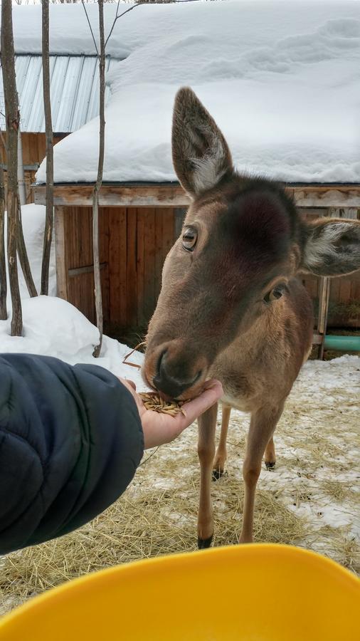 Hebergement Cerfs-Tifie Fermette Saint-Félix-d'Otis Dış mekan fotoğraf