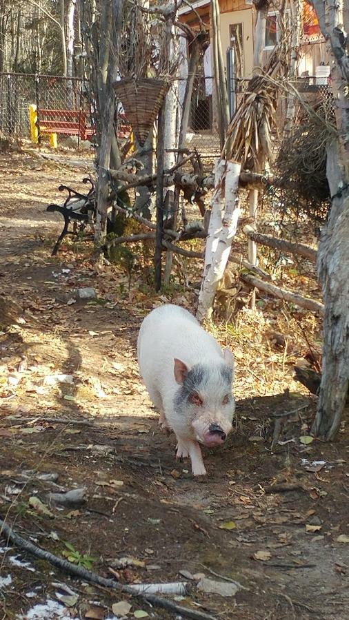 Hebergement Cerfs-Tifie Fermette Saint-Félix-d'Otis Dış mekan fotoğraf
