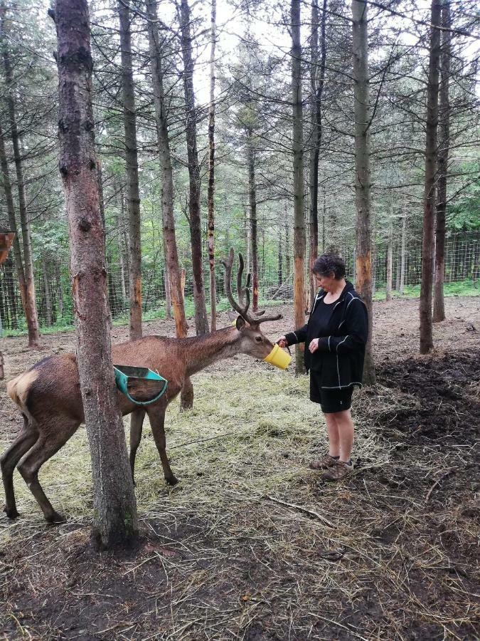Hebergement Cerfs-Tifie Fermette Saint-Félix-d'Otis Dış mekan fotoğraf